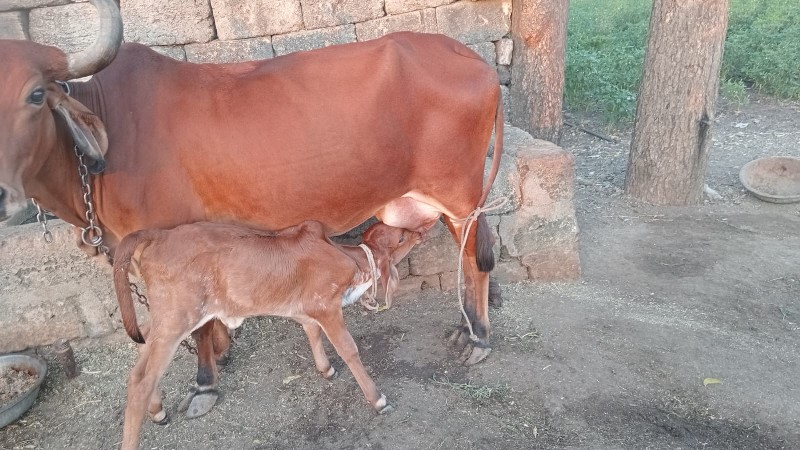 દેશી ગાય છે.