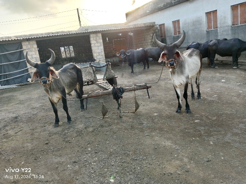 ગોઢલા વેચવાના છ...