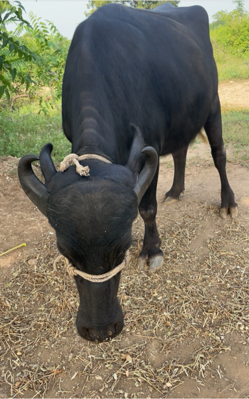 પેલું વેતર ખડેલ...