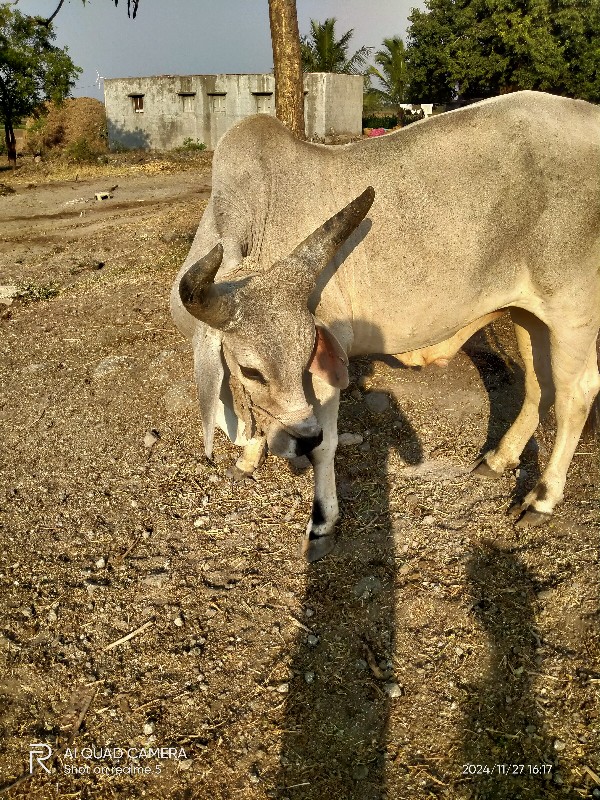 ગોધલો લેવાનો છે