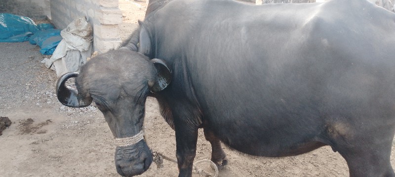 ખડેલી વેચવાની છ...