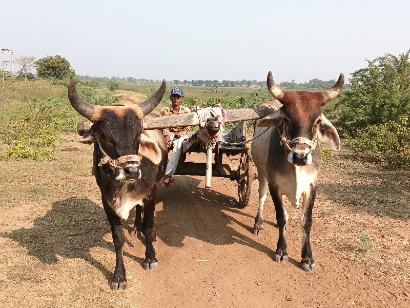 હાથી ગાડામાં હા...