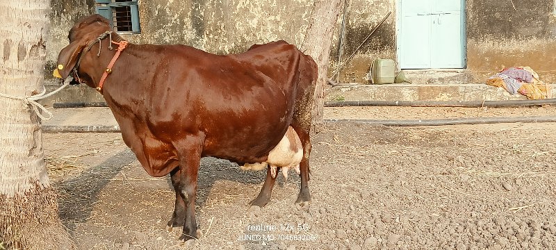 એસબ  ગાય વેચવાન...