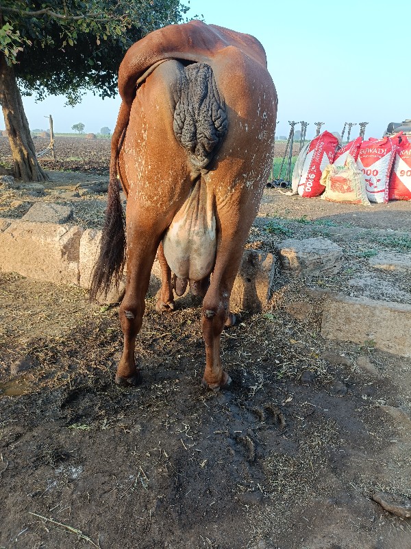 ગાય વેચવાની છે