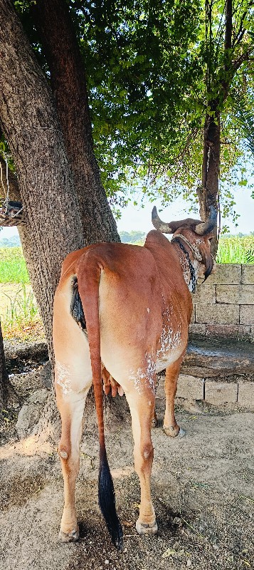 દેસી ગાય વેચવની...