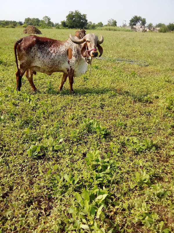 ગાય વેચવાનીછે