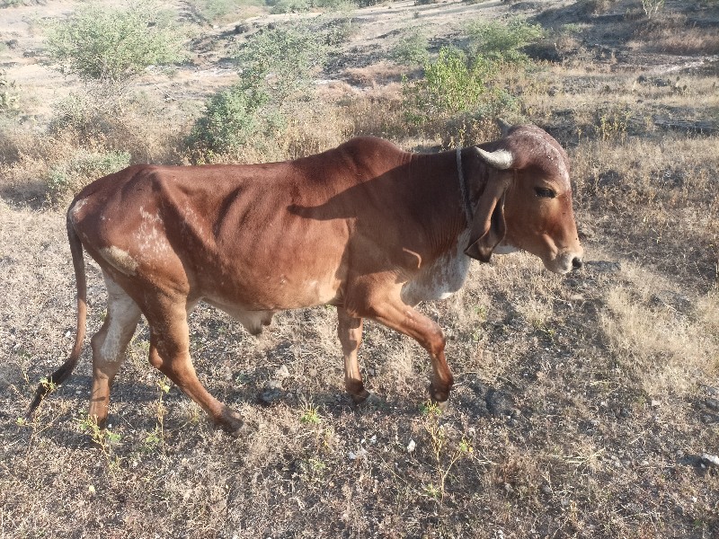 ગોઢલો વેચવાનો છ...