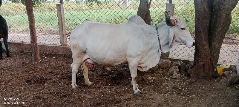 ગાય વેશવાની છે