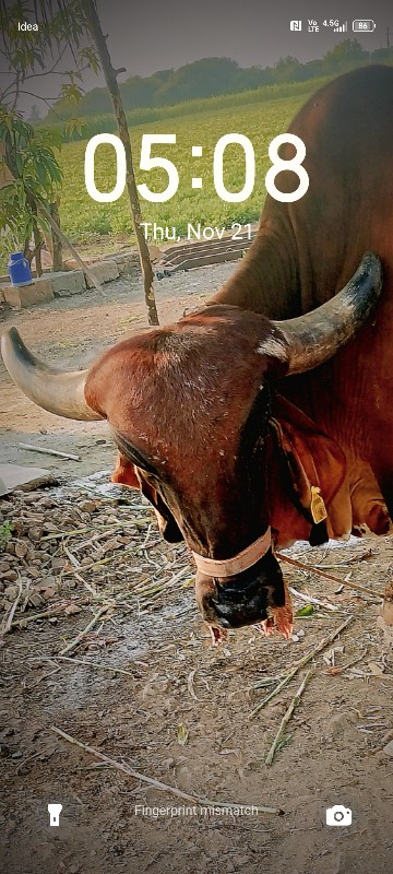 ગાય વેષવા ની છે...