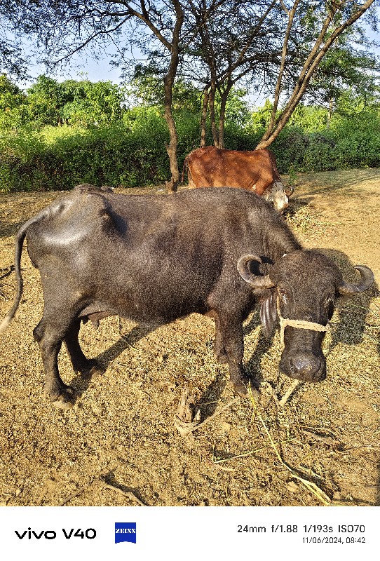 ભેશ વેચવા ની છે