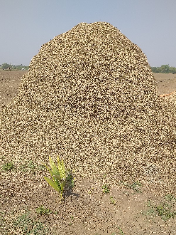 માંડવી નો ભૂકો...