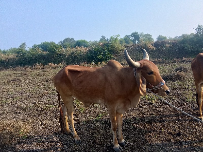 બળદ વેચવાના છે