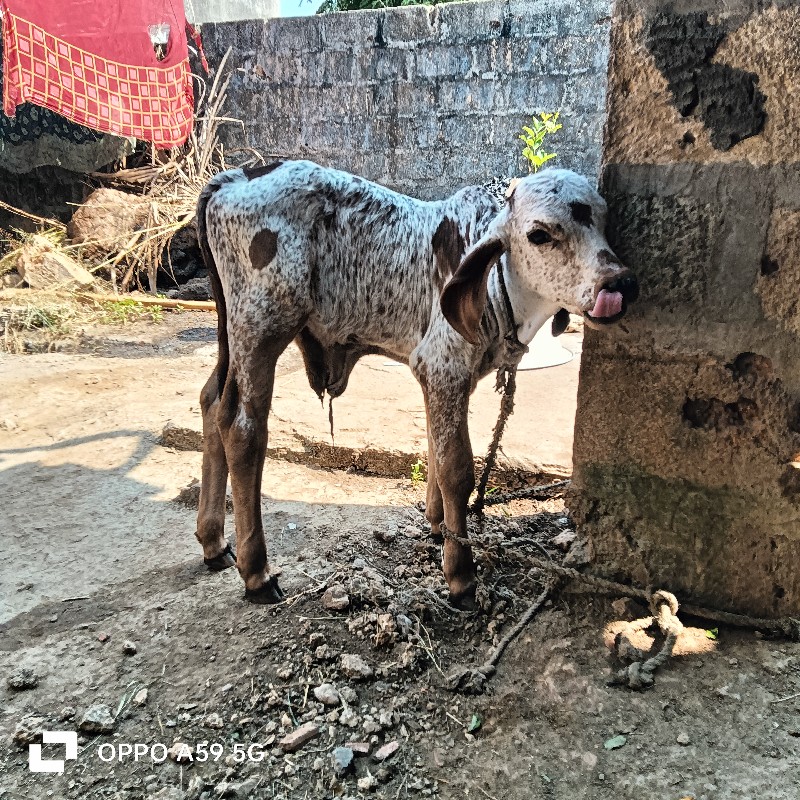 ગિર બુલ