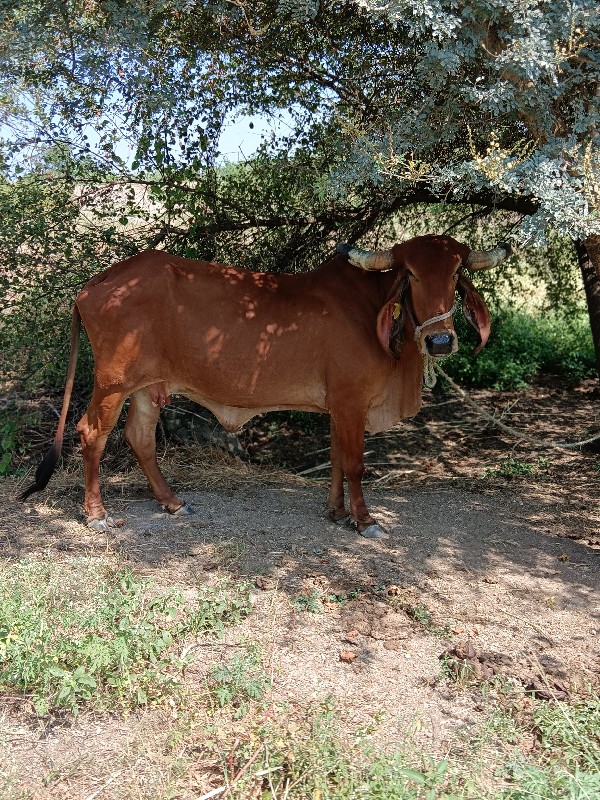 ગીર ગાય છે