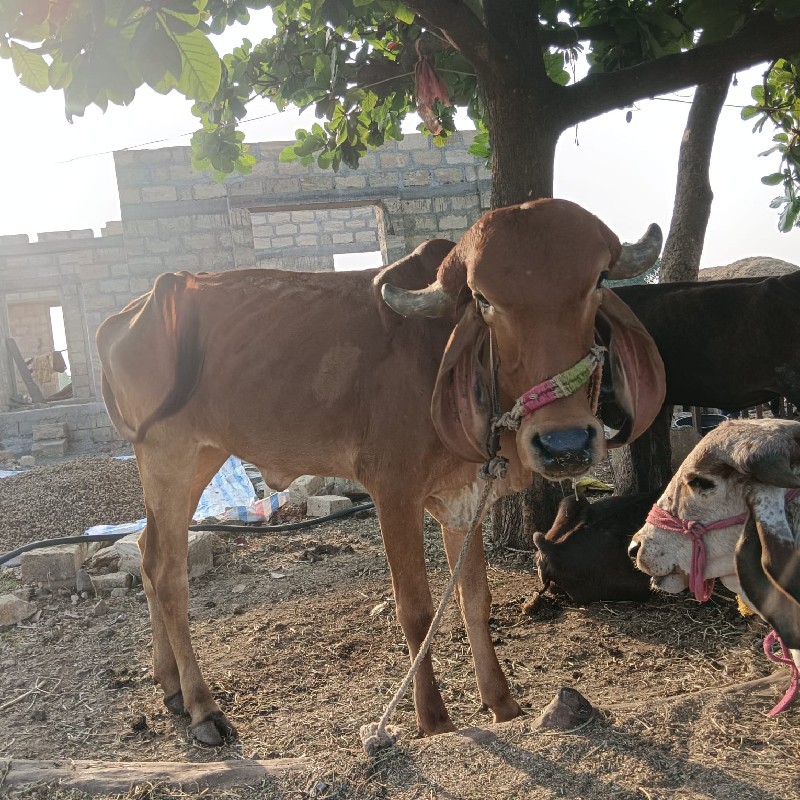 ગીર વાંસળી વેચવ...