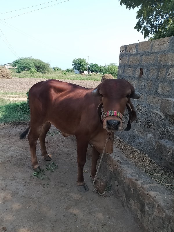 હોળકી વેચવાની છ...