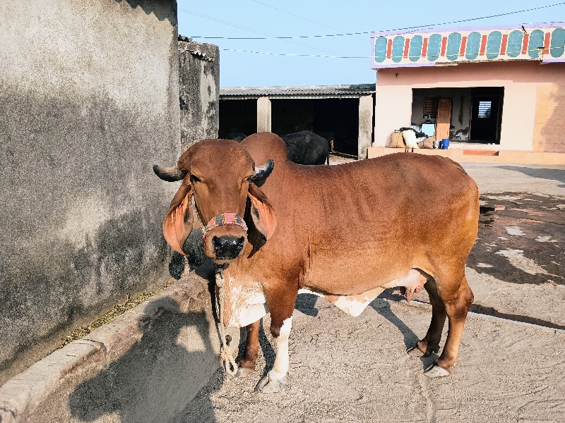 ગીર ગાય