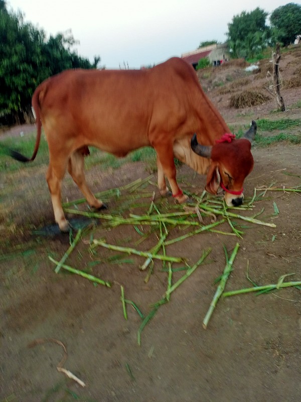 ગાય.ને પાડો બેય...