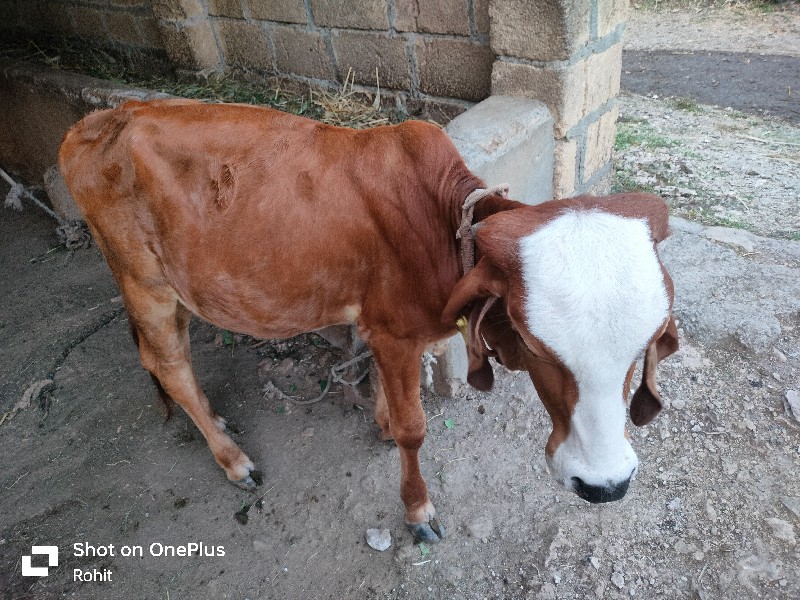 વાછડી વેચવાની છ...