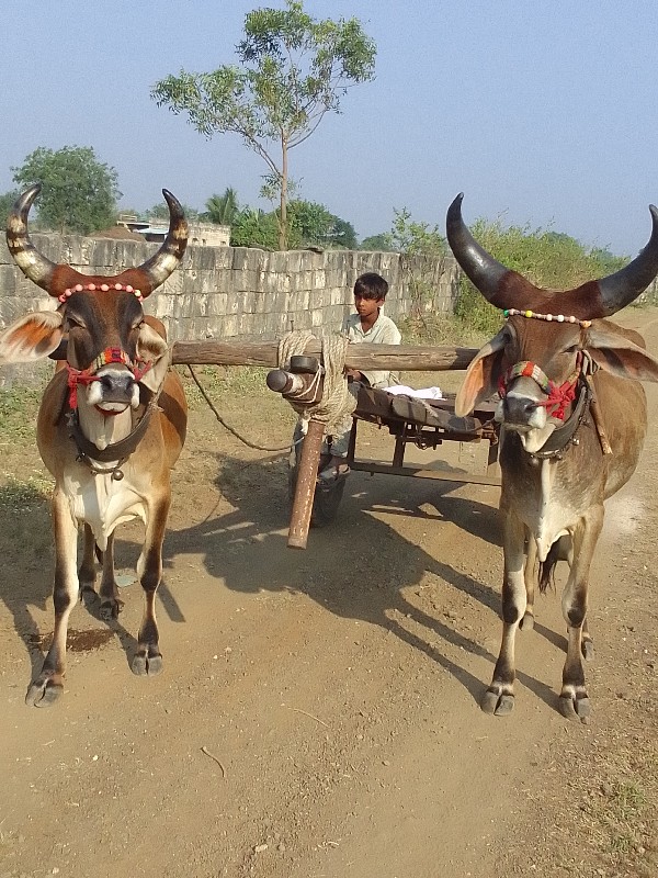 બળદ વેચવાના છે