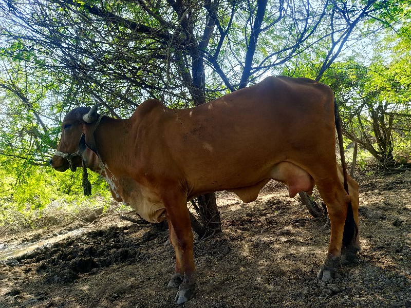 ગાયવેચવાનીછે. મ...