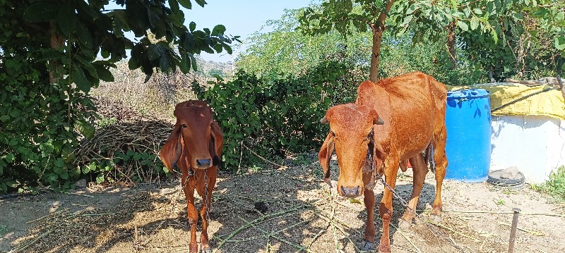 બે ગીર વાસડી‌ વ...