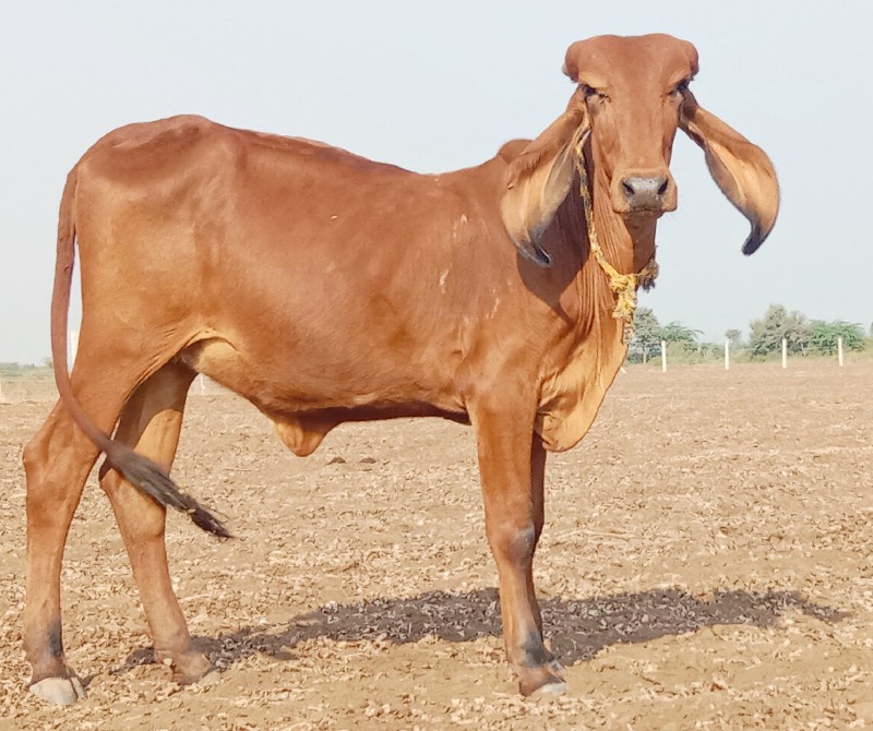 વાસડી