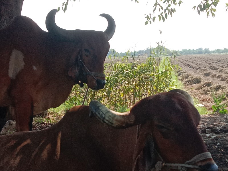 બળદ વેચવાના છે