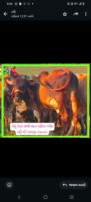 ગીર કાંકરેજ વાછ...