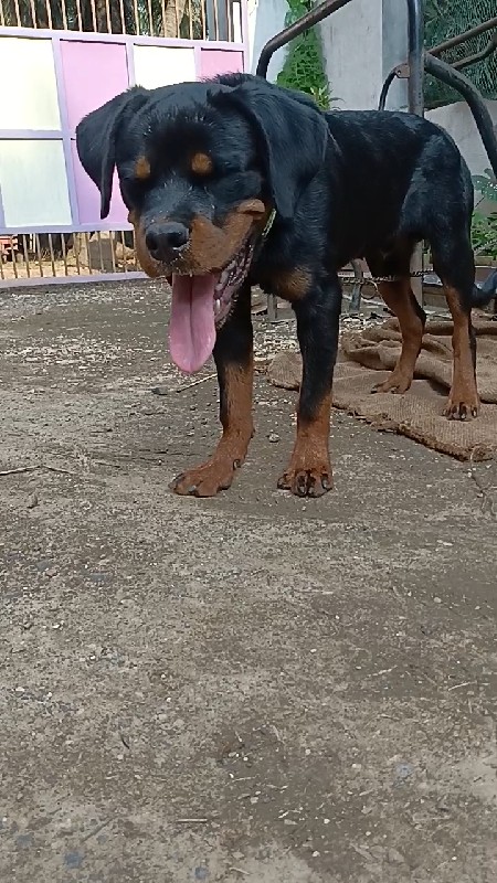 Rottweiler male