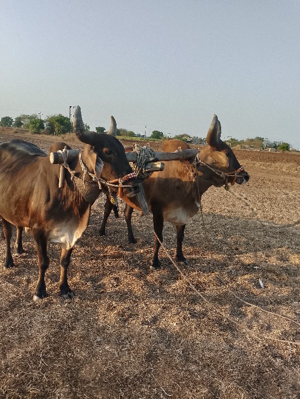 બળદ વેચવાના છે