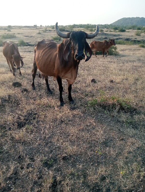 ગાય