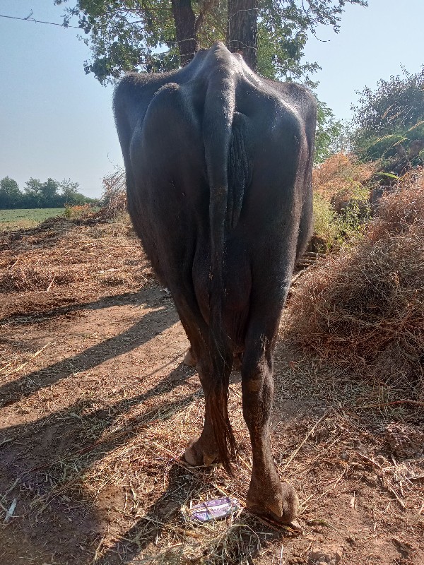 ભેંસ વેચવાની છે