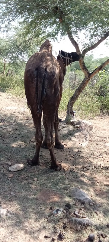 વેસાવાનોછે