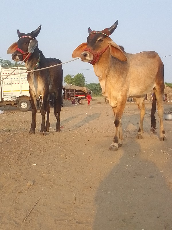 બળદ વેચવાના છે