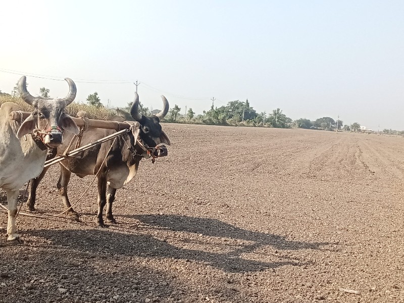 બરધ વેચવાના છે