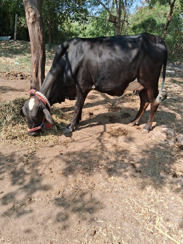 ક્રોસિંગ  પેલું...