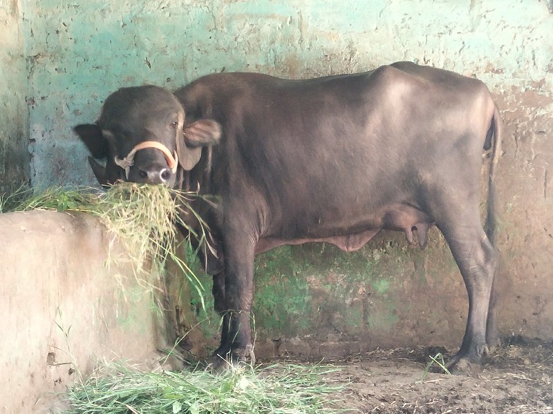 સીમાસી મેંદરડા...