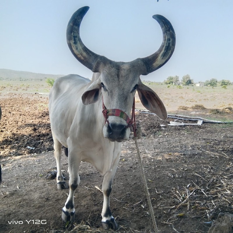 ગોઢલા વેચવાના છ...