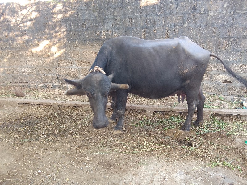 ભેંસ વેચવાની છે