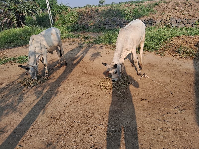 ગોઠલા વેસવા ના...