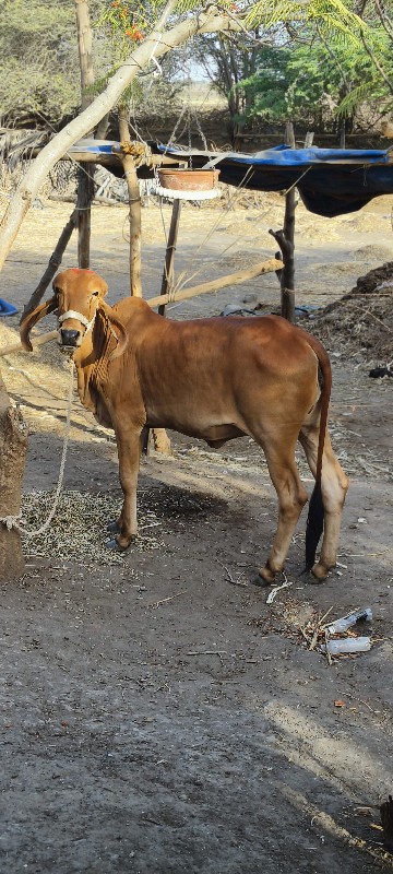 ગીર ગાય