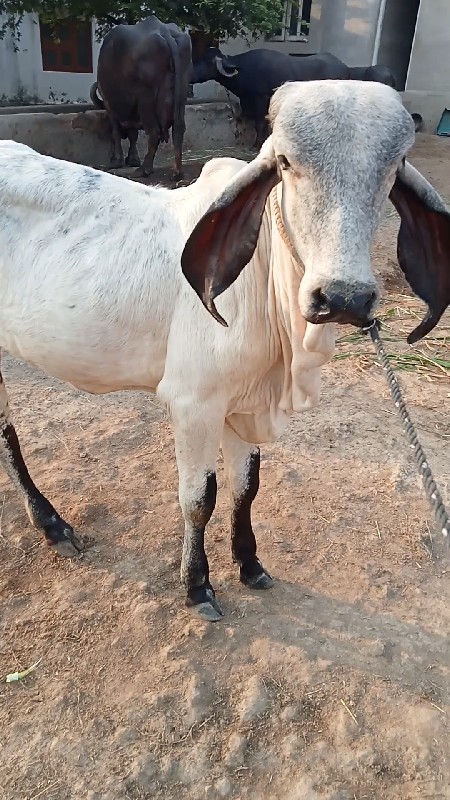 વાદળી. પેશવાની...