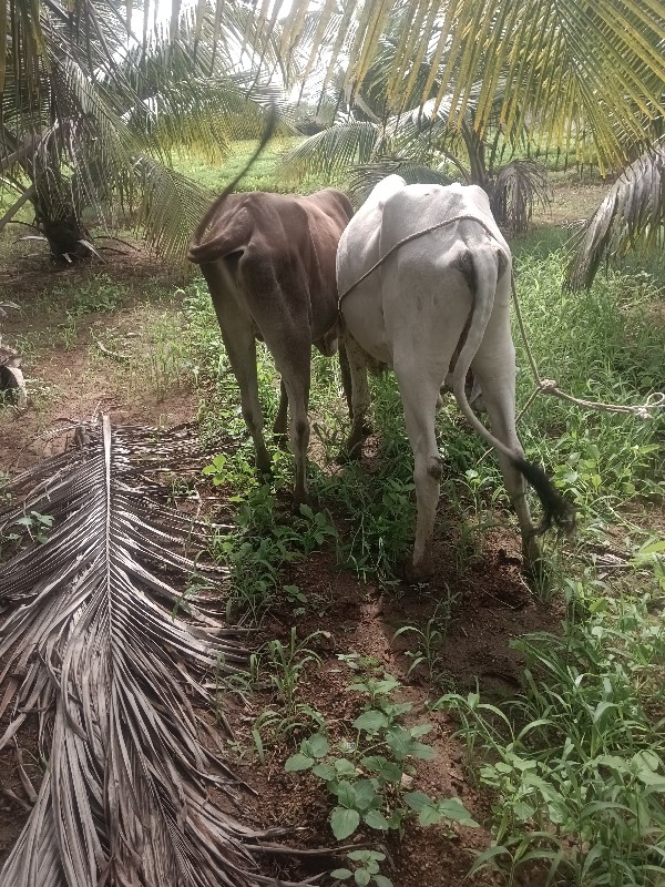 બણદ ગોઢલા.