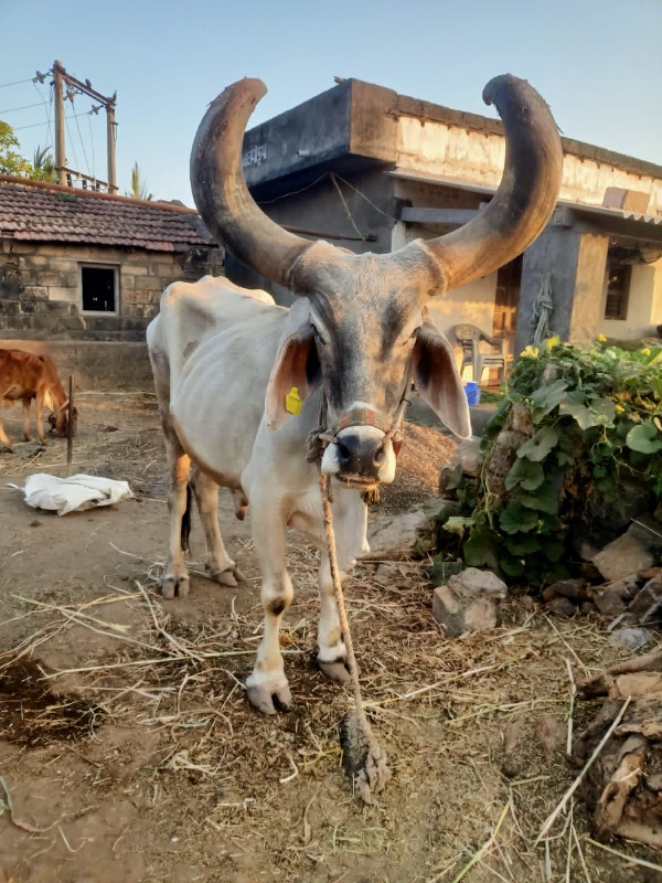 કિચન લુવા