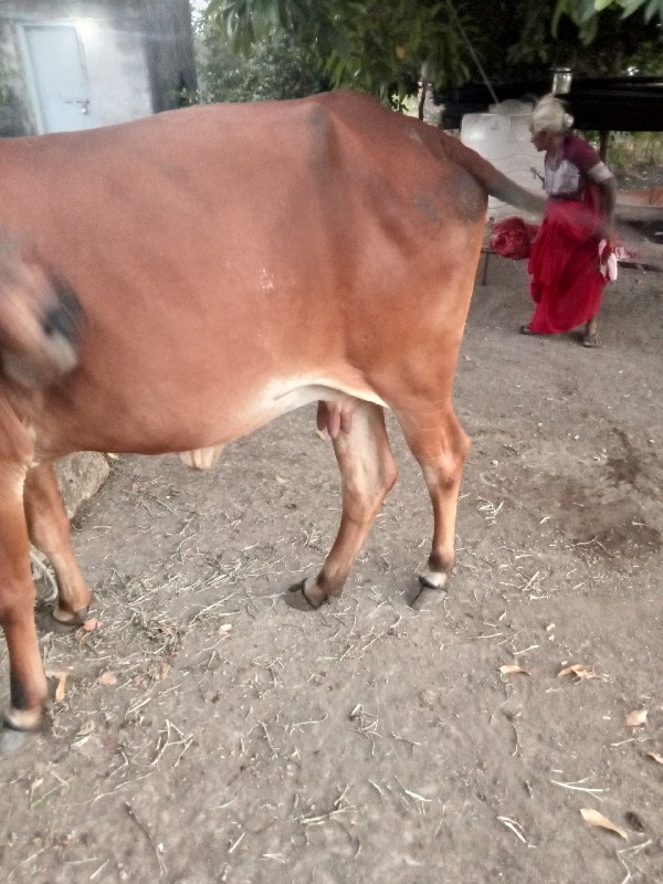 ગાય વેચવાની છે