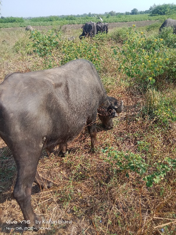 પાડો વેચવાનો છે