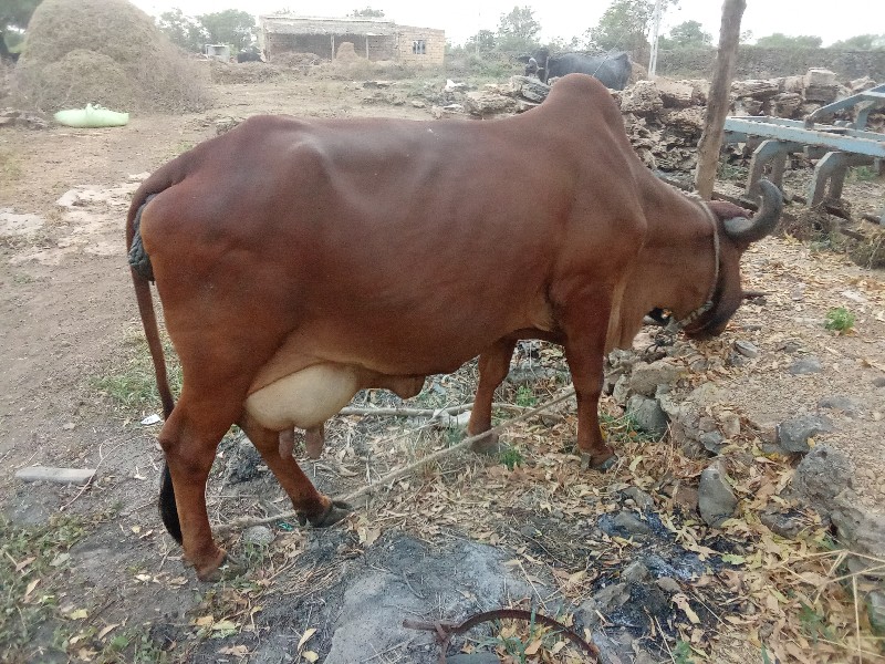 ગાય વેચવાની છે