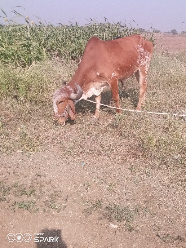 વેચવાનુછે