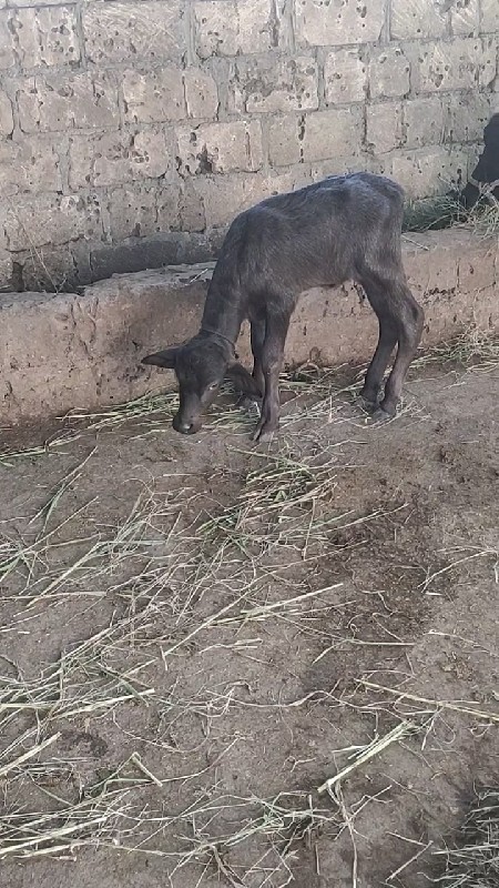 2 જુ વેતર વ્યાં...